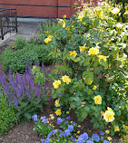 Giardino delle rose di Kathrine Dulin Folger