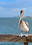 Dania Beach Pier