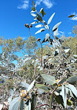 Kings Park and Botanic Garden