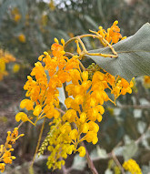 Kings Park and Botanic Garden