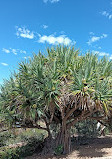 Kings Park and Botanic Garden