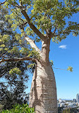 Kings Park and Botanic Garden