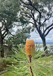 Kings Park and Botanic Garden