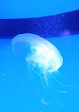 SEA LIFE Nagoya