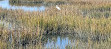 Calico Creek Boardwalk