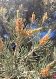 Sierra Alta Nature trailhead