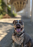 Rockaway Freeway Dog Run