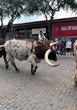 Fort Worth Herd