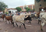 Fort Worth Herd