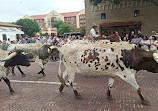 Fort Worth Herd