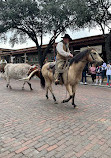 Fort Worth Herd