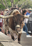 Fort Worth Herd