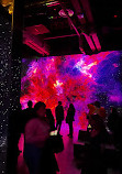 Illuminarium Toronto