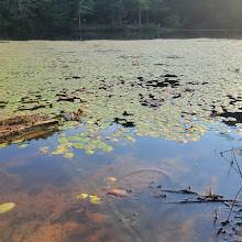 Reedy Creek Park