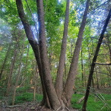 Reedy Creek Park