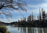 Inokashira Pond