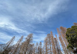 Inokashira Pond