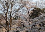 Inokashira Pond