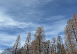 Inokashira Pond