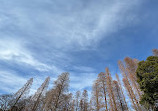 Inokashira Pond