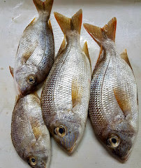 Ristoranti di pesce