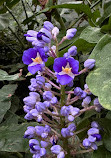 Garfield Park Conservatory