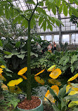 Garfield Park Conservatory