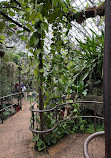 Garfield Park Conservatory