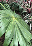 Garfield Park Conservatory