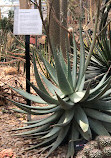 Garfield Park Conservatory