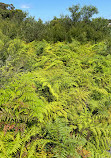 Western Escarpment walking track