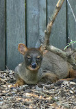 Paris Zoological Park