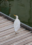 Paris Zoological Park