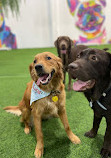 Zoomies Dog Daycare, Dog Boarding & Dog Training