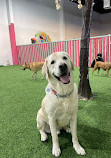 Zoomies Dog Daycare, Dog Boarding & Dog Training