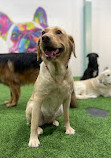 Zoomies Dog Daycare, Dog Boarding & Dog Training