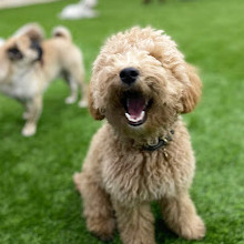 Creche, hospedagem e treinamento para cães Zoomies