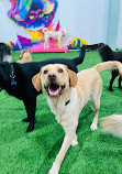 Zoomies Dog Daycare, Dog Boarding & Dog Training