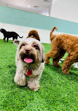 Zoomies Dog Daycare, Dog Boarding & Dog Training