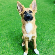 Creche, hospedagem e treinamento para cães Zoomies