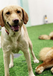 Zoomies Dog Daycare, Dog Boarding & Dog Training