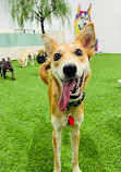 Zoomies Dog Daycare, Dog Boarding & Dog Training