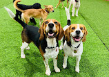 Zoomies Dog Daycare, Dog Boarding & Dog Training