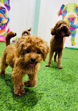 Zoomies Dog Daycare, Dog Boarding & Dog Training