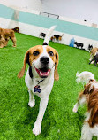 Zoomies Dog Daycare, Dog Boarding & Dog Training