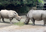 Singapore Zoo