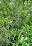 Barton Creek Wilderness Park