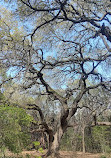 Barton Creek Wilderness Park