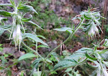 Barton Creek Wilderness Park