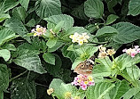 Butterfly Garden